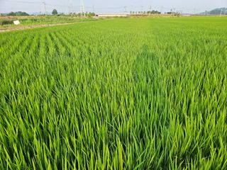 학당님의 벼 · 영농일지 작성글 사진