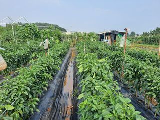 나누고싶어서님의 참깨 · 영농일지 작성글 사진