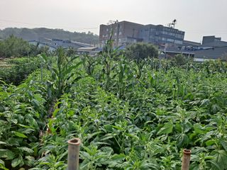 나누고싶어서님의 참깨 · 영농일지 작성글 사진