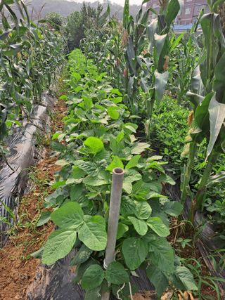 나누고싶어서님의 참깨 · 영농일지 작성글 사진