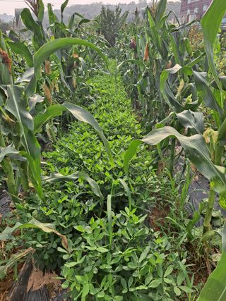 나누고싶어서님의 참깨 · 영농일지 작성글 사진