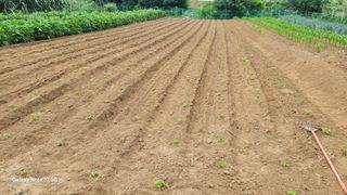 김홍연님의 들깨 · 영농일지 작성글 사진