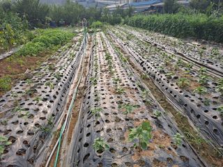 나누고싶어서님의 들깨 · 영농일지 작성글 사진