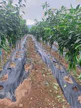 팜모닝 고추·영농일지 게시글 이미지