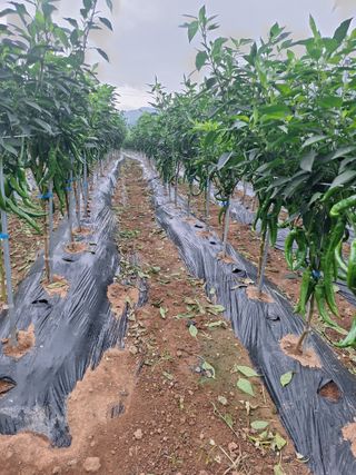 양성근님의 고추 · 영농일지 작성글 사진