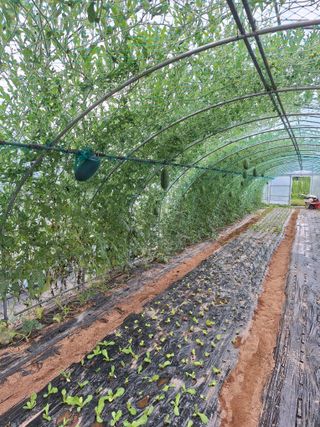 양성근님의 고추 · 영농일지 작성글 사진