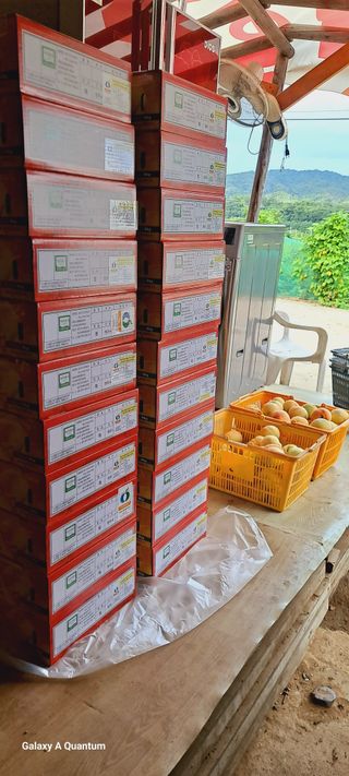 이명신님의 복숭아 · 영농일지 작성글 사진