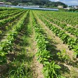 팜모닝 들깨·영농일지 게시글 이미지