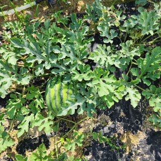 한상범님의 들깨 · 영농일지 작성글 사진