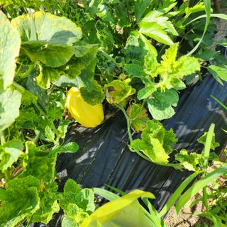 한상범님의 들깨 · 영농일지 작성글 사진