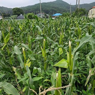 내츄럴팜 채명심님의 옥수수 · 영농일지 작성글 사진
