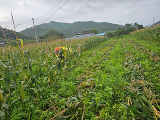 내츄럴팜 채명심님의 옥수수 · 영농일지 작성글 사진
