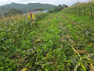 내츄럴팜 채명심님의 옥수수 · 영농일지 작성글 사진