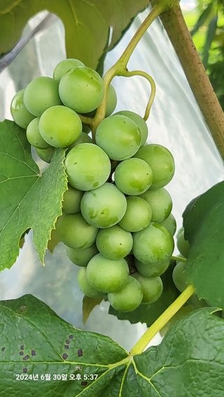 이종선님의 자유주제 · 자유게시판 작성글 사진