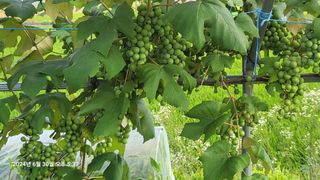 이종선님의 자유주제 · 자유게시판 작성글 사진