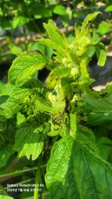 팜모닝 참깨·병해충상담 게시글 이미지