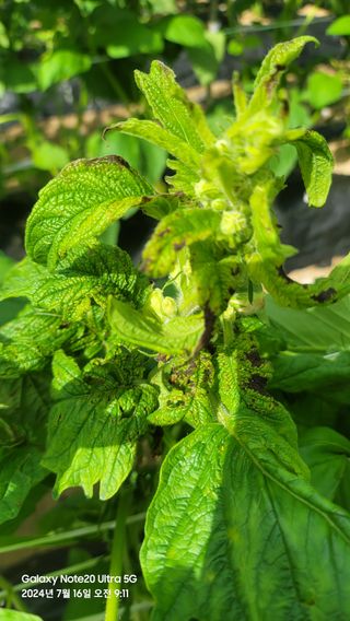 오천산방님의 참깨 · 병해충상담 작성글 사진