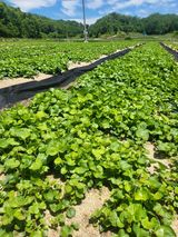 팜모닝 기타작물·영농일지 게시글 이미지