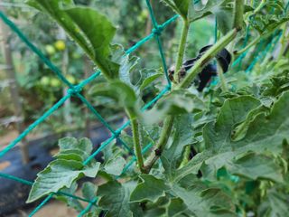 박찬형님의 기타작물 · 병해충상담 작성글 사진