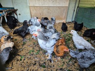 천운산님의 자유주제 · 자유게시판 작성글 사진