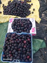 팜모닝 기타작물·영농일지 게시글 이미지