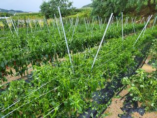 두바이님의 팜모닝 · 출석 작성글 사진