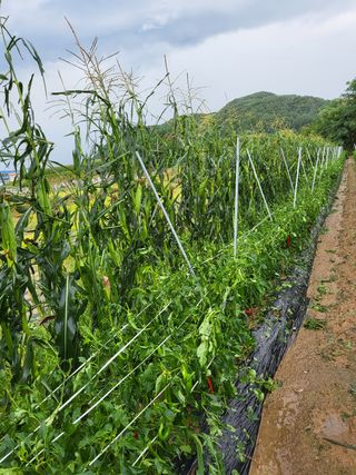 두바이님의 팜모닝 · 출석 작성글 사진