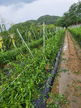 두바이님의 팜모닝 · 출석 작성글 사진