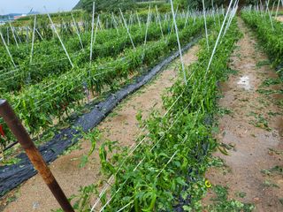두바이님의 팜모닝 · 출석 작성글 사진
