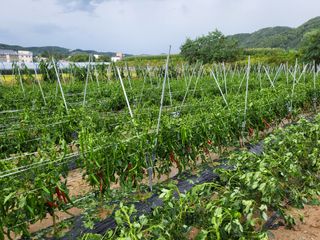 두바이님의 팜모닝 · 출석 작성글 사진