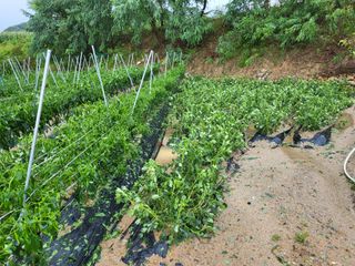 두바이님의 팜모닝 · 출석 작성글 사진