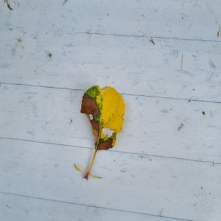 이홍균님의 사과 · 병해충상담 작성글 사진