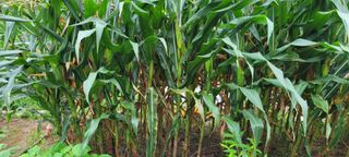 스테파노1님의 옥수수 · 자유게시판 작성글 사진