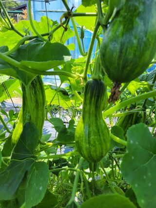 송광자 님의 호박 · 영농일지 작성글 사진