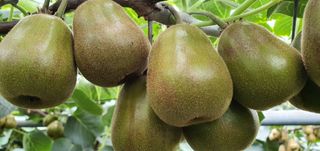 최성주님의 배추 · 일상 작성글 사진