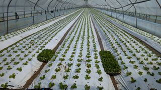 김형진님의 상추 · 자유게시판 작성글 사진