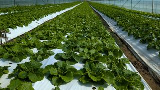 김형진님의 상추 · 자유게시판 작성글 사진