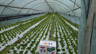 김형진님의 상추 · 자유게시판 작성글 사진