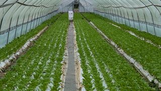 김형진님의 상추 · 자유게시판 작성글 사진