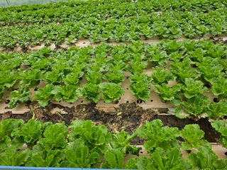 김형진님의 상추 · 자유게시판 작성글 사진