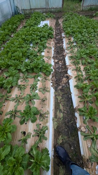 김형진님의 상추 · 자유게시판 작성글 사진