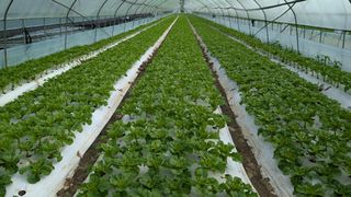 김형진님의 상추 · 자유게시판 작성글 사진