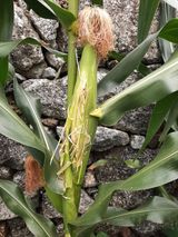 팜모닝 옥수수·영농일지 게시글 이미지