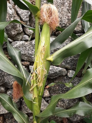 이응천님의 옥수수 · 영농일지 작성글 사진