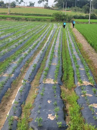 다둥이네농장님의 콩 · 영농일지 작성글 사진