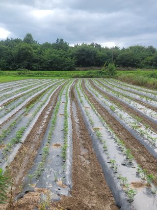 다둥이네농장님의 콩 · 영농일지 작성글 사진