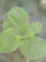 팜모닝 농사, 무엇이든 물어보세요!·참여글 게시글 이미지