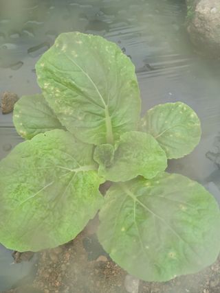 장호정님의 농사, 무엇이든 물어보세요! · 참여글 작성글 사진