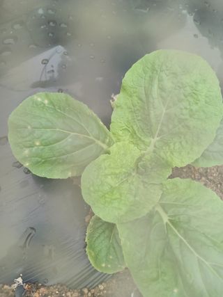 장호정님의 농사, 무엇이든 물어보세요! · 참여글 작성글 사진