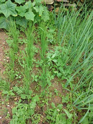 장호정님의 농사, 무엇이든 물어보세요! · 참여글 작성글 사진